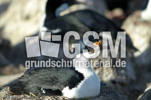 Königskormoran (13 von 19).jpg